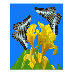 Malaysian blue clipper butterfly Photo Enlargement