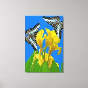 Malaysian blue clipper Stretched Canvas Print