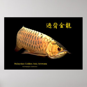Malaysian Golden Arowana Poster