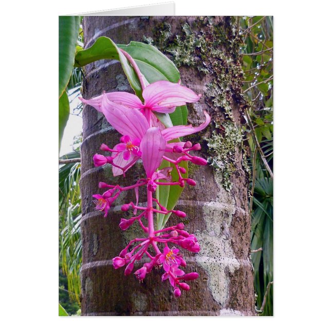 Malaysian Orchid Tree (Front)