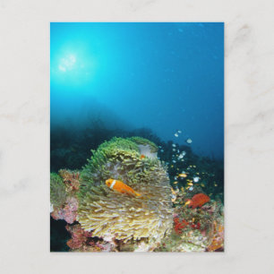 Maldives Anemone fish swimming underwater Postcard