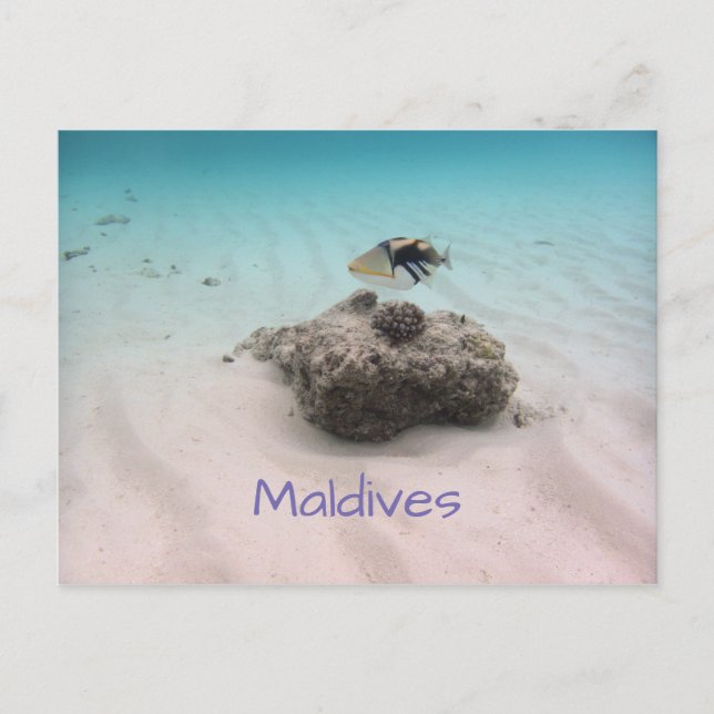 Maldives Blue Ocean White Sand Coral Triggerfish Postcard (Front)