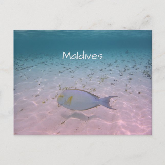 Maldives Greeting Postcard (Front)