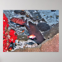 Maldives Reef Snapshot