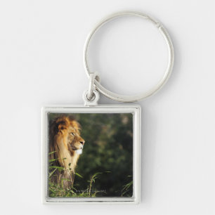 Male African lion at the zoo in Washington, D.C. 2 Key Ring