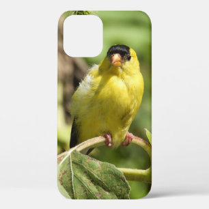 Male American Goldfinch  iPhone 12 Case
