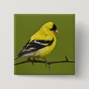 Male American Goldfinch in breeding plumage, 15 Cm Square Badge