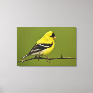 Male American Goldfinch in breeding plumage, Canvas Print