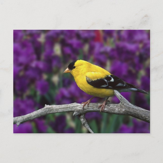 Male, American Goldfinch in summer plumage, Postcard (Front)