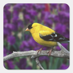 Male, American Goldfinch in summer plumage, Square Sticker