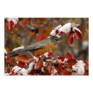 Male American Robin in Black Hawthorn Photo Print