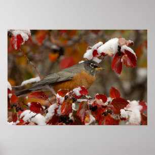 Male American Robin in Black Hawthorn Poster