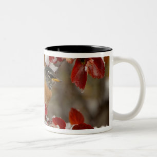 Male American Robin in Black Hawthorn Two-Tone Coffee Mug