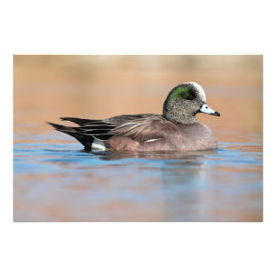 Male American Wigeon Photo Print