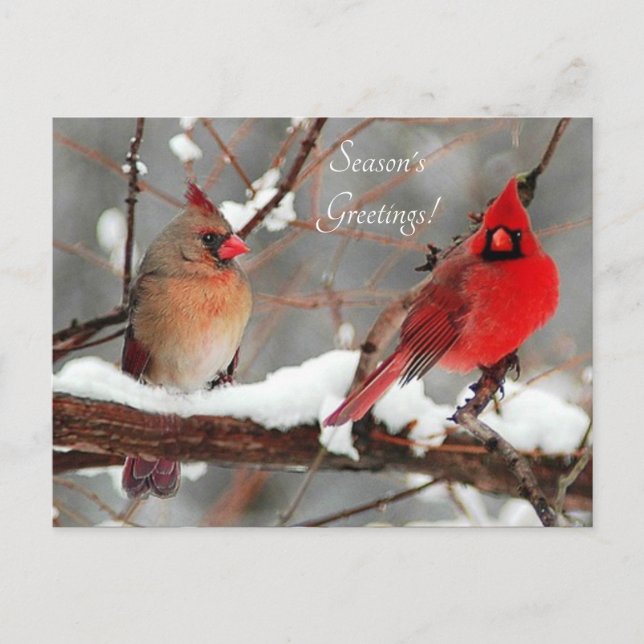 male and female cardinals holiday postcard (Front)