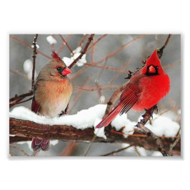 male and female cardinals photo print (Front)