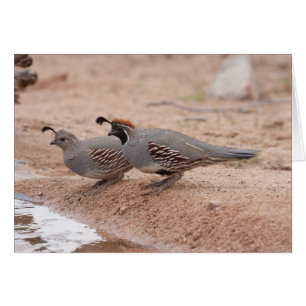 Male and Female Gambel's Quail