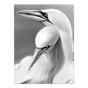 Male and female Gannet poster