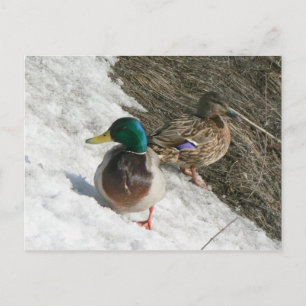 male and female mallards on snow postcard