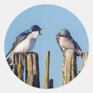 Male and female Tree Swallow Classic Round Sticker