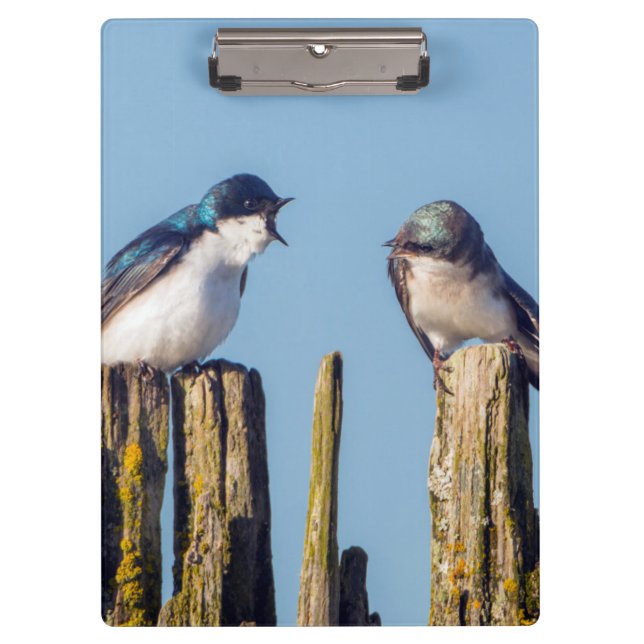 Male and female Tree Swallow Clipboard (Front)