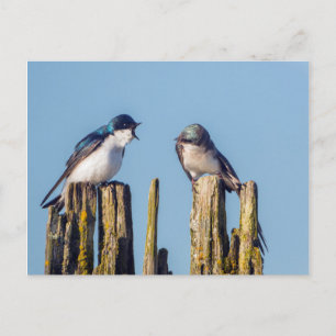 Male and female Tree Swallow Postcard