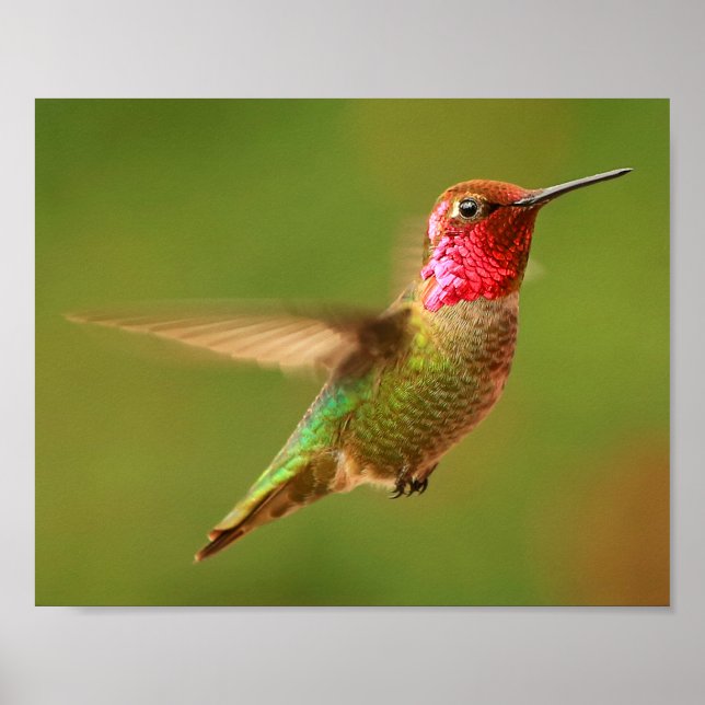 Male Anna's Hummingbird - Rudy 2 Poster (Front)