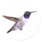 Male Black-chinned Hummingbird sticker