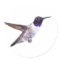 Male Black-chinned Hummingbird sticker