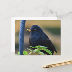 Male Blackbird Postcard