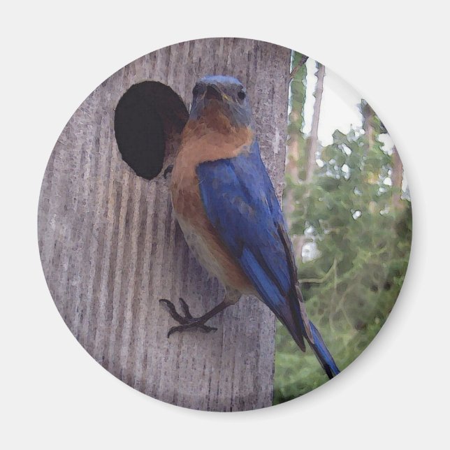 Male Bluebird Magnet (Front)