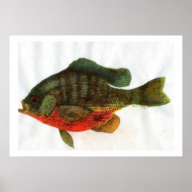 Male Bluegille Poster (Front)