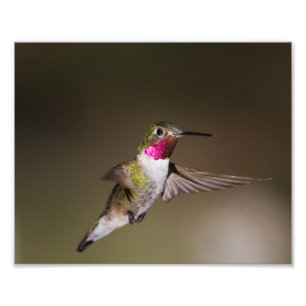Male Broad - tailed hummingbird Photo Print