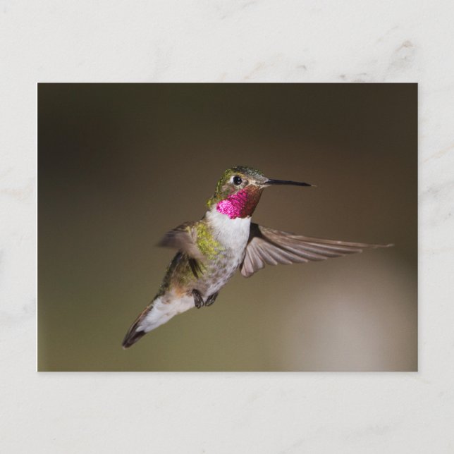 Male Broad - tailed hummingbird Postcard (Front)