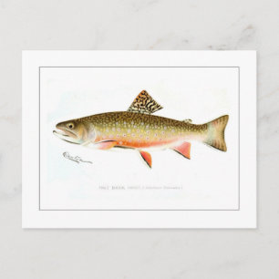 Male Brook Trout Postcard