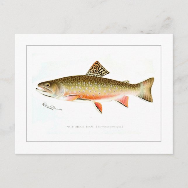 Male Brook Trout Postcard (Front)