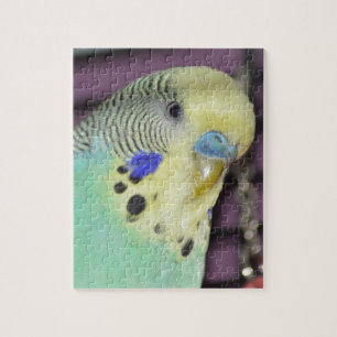 Male Budgie/ Parakeet Jigsaw Puzzle