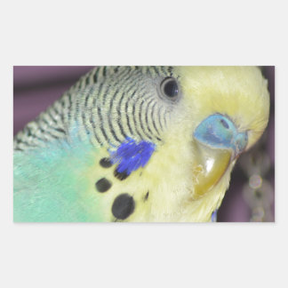 Male Budgie/ Parakeet Rectangular Sticker