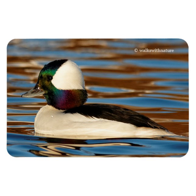 Male Bufflehead Duck in the Afternoon Sun Magnet (Horizontal)