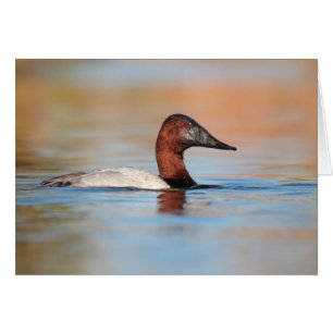 Male canvasback duck