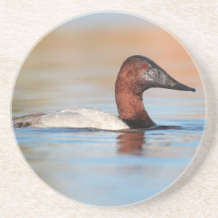 Male Canvasback duck Coaster