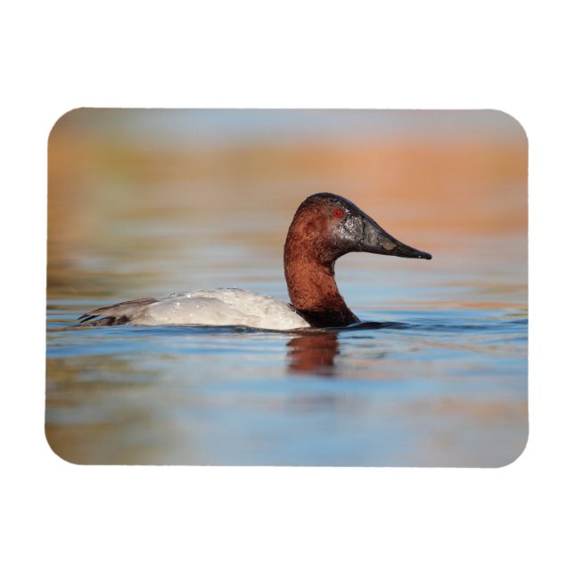 Male canvasback duck magnet (Horizontal)