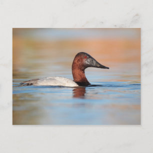 Male Canvasback duck Postcard