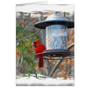 Male Cardinal
