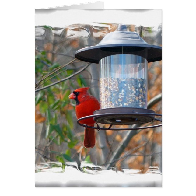 Male Cardinal (Front)
