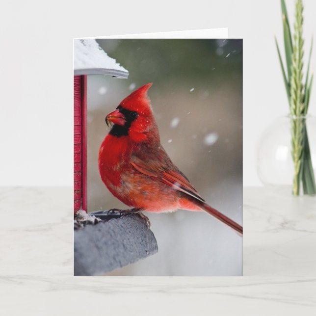 Male Cardinal at feeder Card (Front)