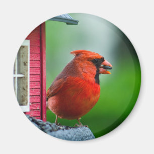 male cardinal at feeder in the Spring Magnet
