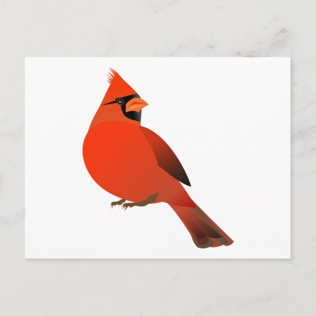 Male Cardinal Bird Postcard (Front)