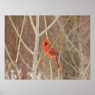 Male Cardinal Canvas Print