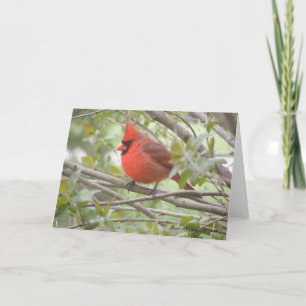 Male Cardinal Card (Blank)